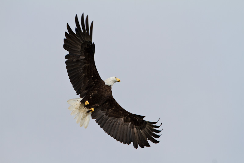 Bald Eagle In Flight